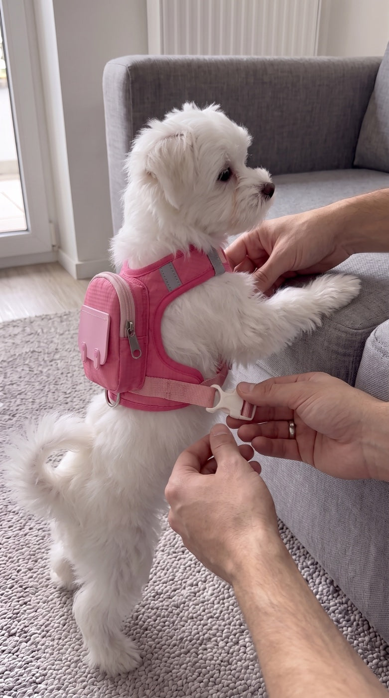 Clipping the Pupmio harness buckles on a small white dog