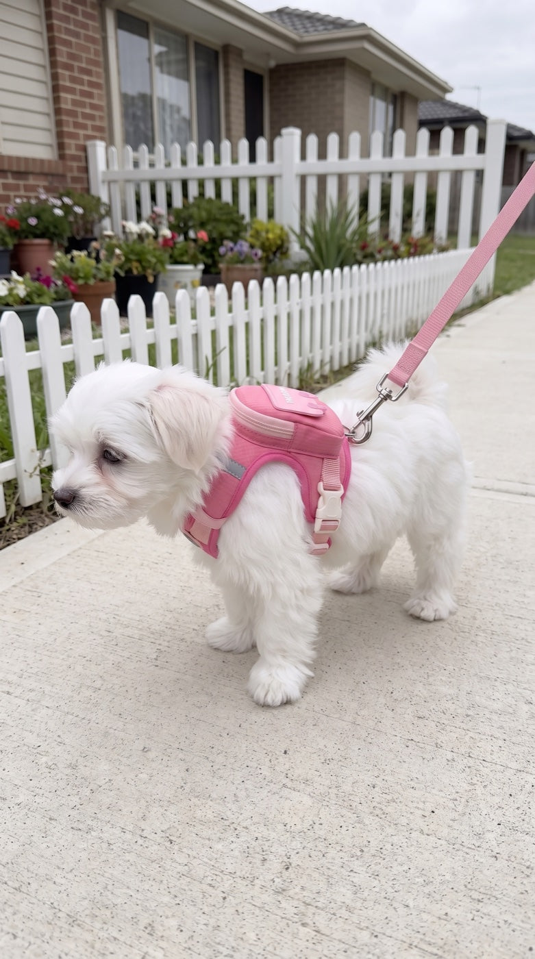 Small dog walking in the pink Pupmio backpack harness