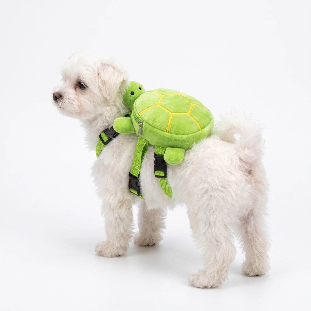 Maltese wearing the turtle backpack harness