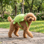 Toy poodle walking in the turtle backpack harness
